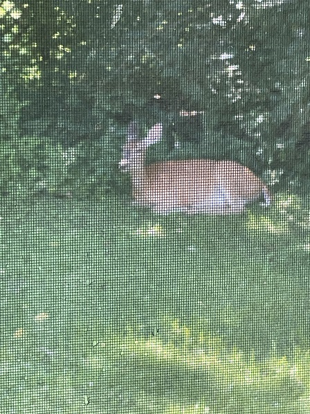 deer sq 2.JPG